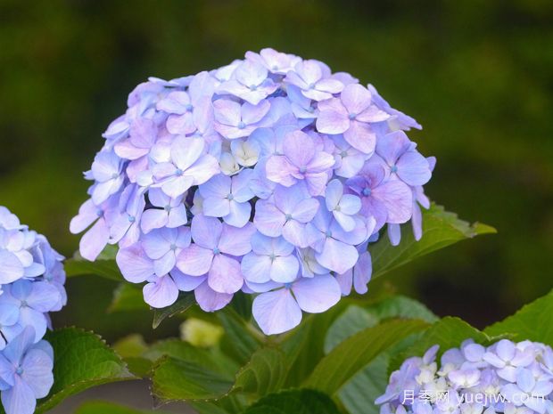 绣球什么时候开花?(图1) 绣球什么时候开花?(图1)