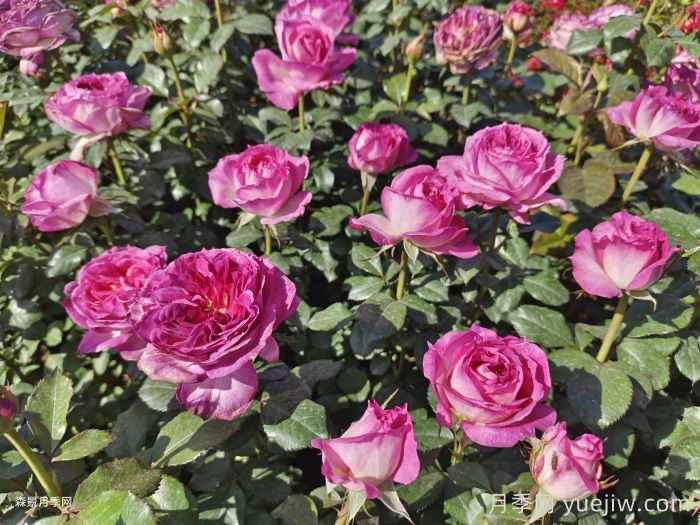 花卉产业为乡村振兴注入新动能(图1) 花卉产业为乡村振兴注入新动能(图1)