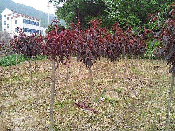 紫叶碧桃--长景园林