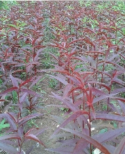 紫叶碧桃小苗--长景园林