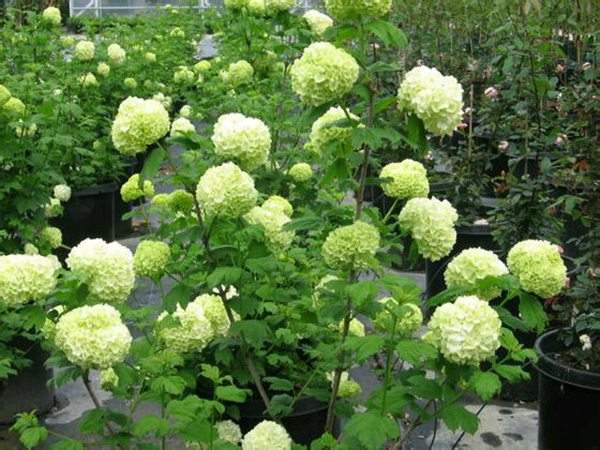 木本绣球栽培技术与园林应用全攻略