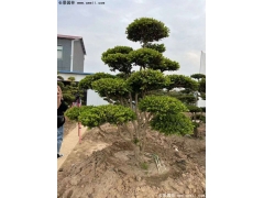 小叶黄杨造型树批发价格，江苏沭阳造型盆景供应基地