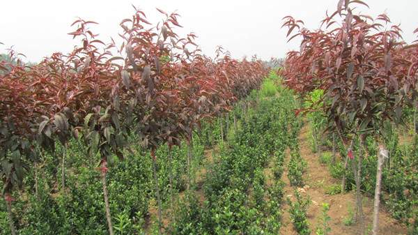 紫叶碧桃--长景园林