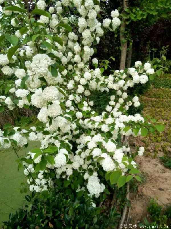 绣球花图片基地实拍