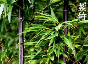 紫竹图片