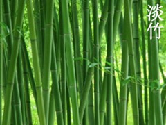优质竹苗批发供应,多规格竹子苗价格优惠,专业种植基地直销 优质竹苗批发供应,多规格竹子苗价格优惠,专业种植基地直销