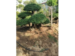 对节白蜡造型树批发供应，云片丰满枝叶繁茂价格优惠