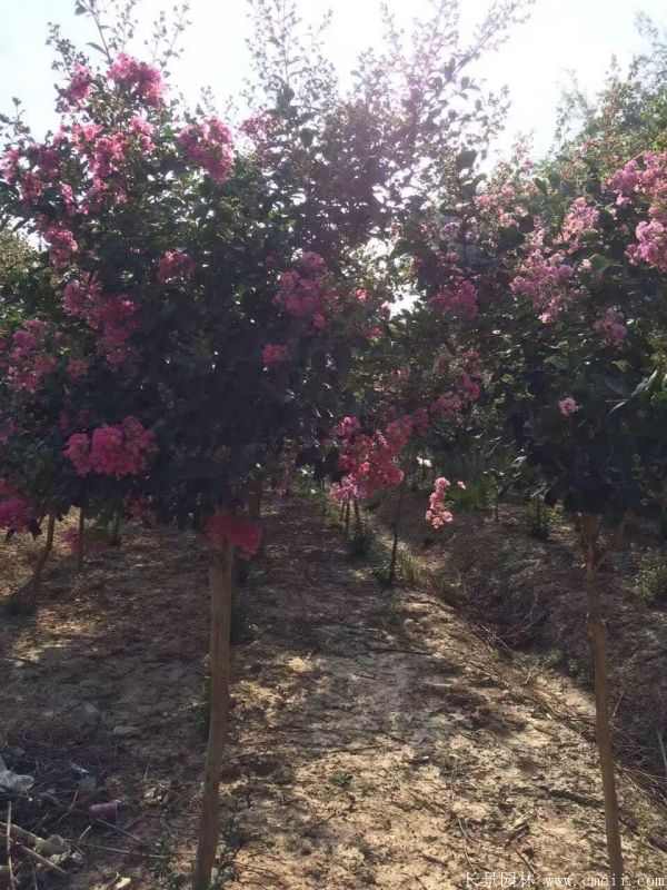 紫薇树图片基地实拍