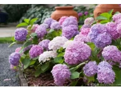 八仙花苗木批发价格优惠 规格齐全现挖现货供应