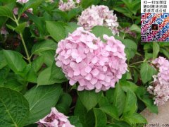 草绣球批发供应 40-80公分规格 价格优惠质量优良 草绣球批发供应 40-80公分规格 价格优惠质量优良