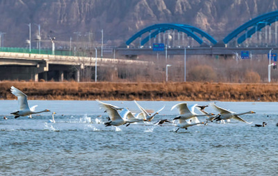 宁夏生态治理成效显著 森林覆盖率提升至16.9%