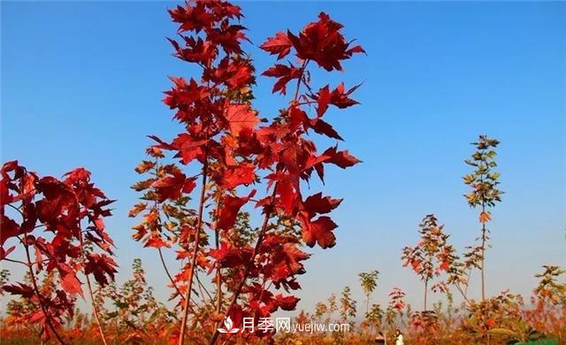 美国红枫,南阳苗木人为什么要挺这个树种?(图2) 美国红枫,南阳苗木人为什么要挺这个树种?(图2)