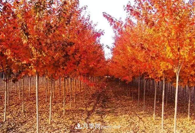 美国红枫,南阳苗木人为什么要挺这个树种?(图1) 美国红枫,南阳苗木人为什么要挺这个树种?(图1)