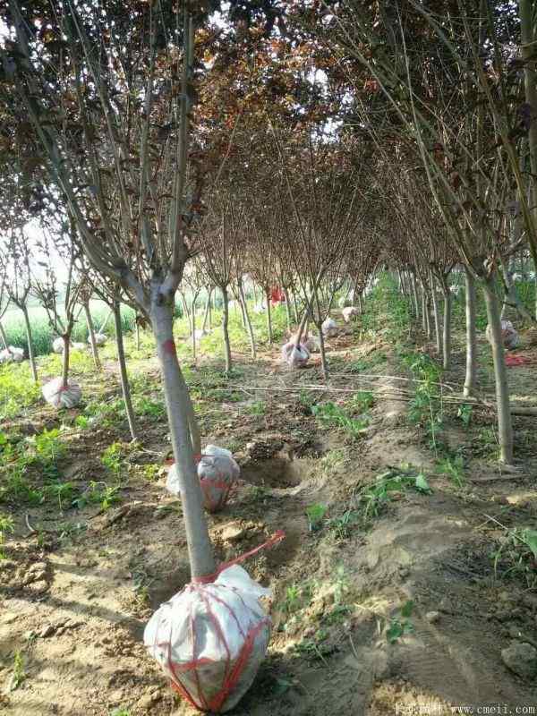 红叶碧桃图片红叶碧桃基地实拍