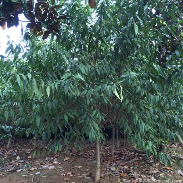 红叶碧桃图片红叶碧桃基地实拍