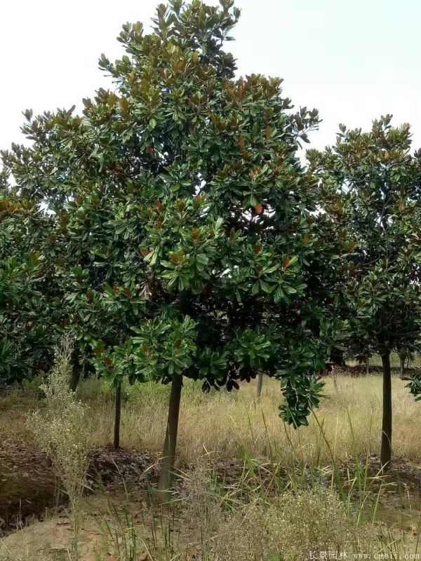 广玉兰图片广玉兰基地实拍