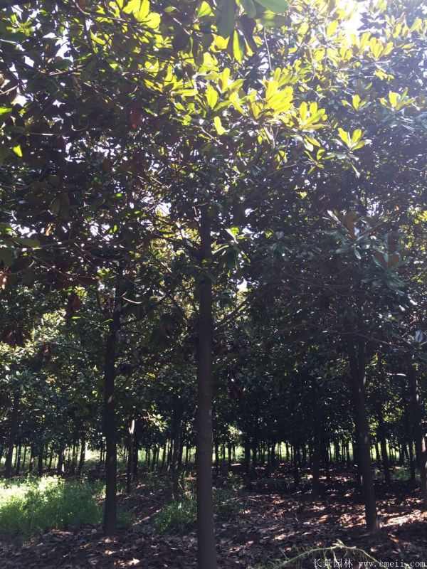 广玉兰图片广玉兰基地实拍