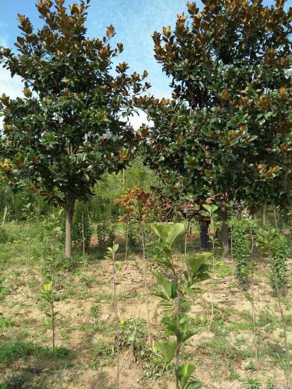 广玉兰图片广玉兰基地实拍