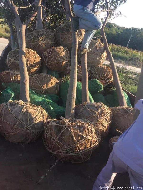 朴树图片朴树基地实拍