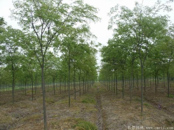 红榉基地红榉苗木图片
