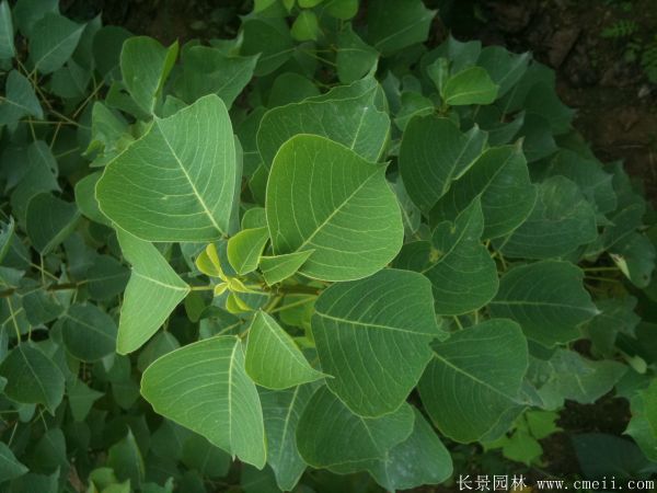 红乌桕图片红乌桕基地实拍