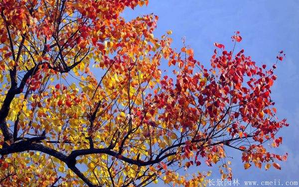 红乌桕图片红乌桕基地实拍