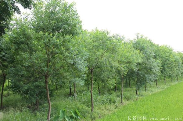 红乌桕图片红乌桕基地实拍