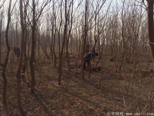 红乌桕图片红乌桕基地实拍