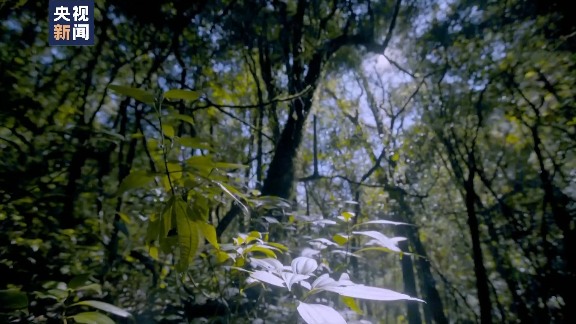 中国森林经营战略转型：从面积扩张到质量提升的关键路径