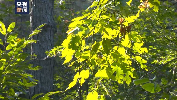 中国森林经营战略转型：从面积扩张到质量提升的关键路径