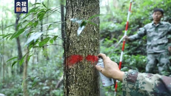 中国森林经营战略转型：从面积扩张到质量提升的关键路径