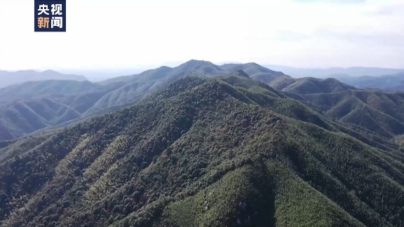 中国森林经营战略转型：从面积扩张到质量提升的关键路径