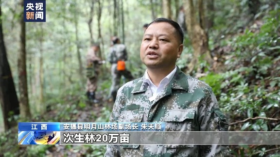 中国森林经营战略转型：从面积扩张到质量提升的关键路径