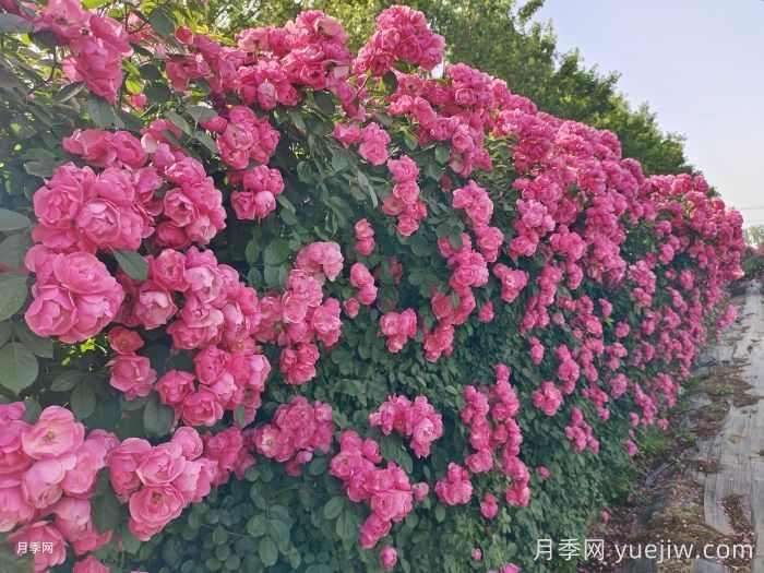 南阳市卧龙区森景月季基地,树状月季和月季裸根苗上市欢迎采购(图1) 南阳市卧龙区森景月季基地,树状月季和月季裸根苗上市欢迎采购(图1)