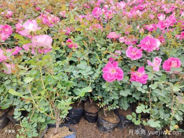 南阳市卧龙区森景月季基地,树状月季和月季裸根苗上市欢迎采购(图3) 南阳市卧龙区森景月季基地,树状月季和月季裸根苗上市欢迎采购(图3)