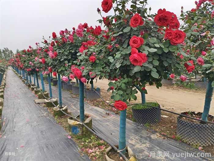 南阳市卧龙区森景月季基地,树状月季和月季裸根苗上市欢迎采购(图2) 南阳市卧龙区森景月季基地,树状月季和月季裸根苗上市欢迎采购(图2)