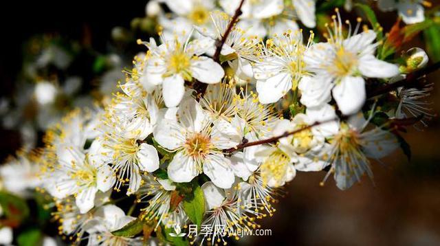 9种未来会大火的乡土观花乔木(图2) 9种未来会大火的乡土观花乔木(图2)