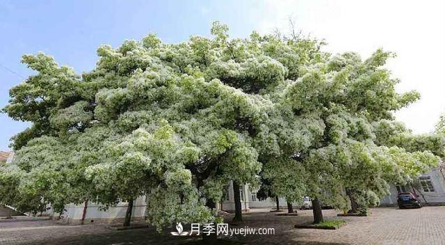 9种未来会大火的乡土观花乔木(图3) 9种未来会大火的乡土观花乔木(图3)