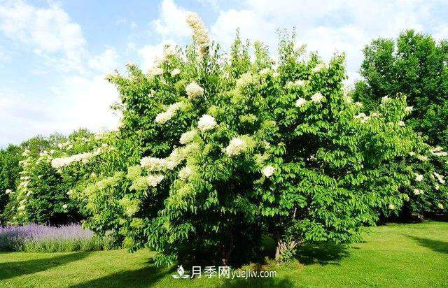 9种未来会大火的乡土观花乔木(图4) 9种未来会大火的乡土观花乔木(图4)