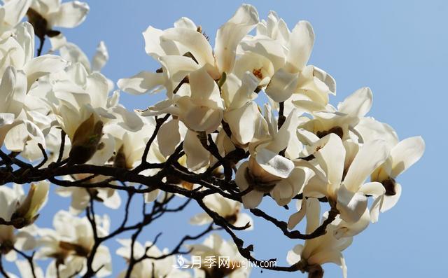 9种未来会大火的乡土观花乔木(图8) 9种未来会大火的乡土观花乔木(图8)