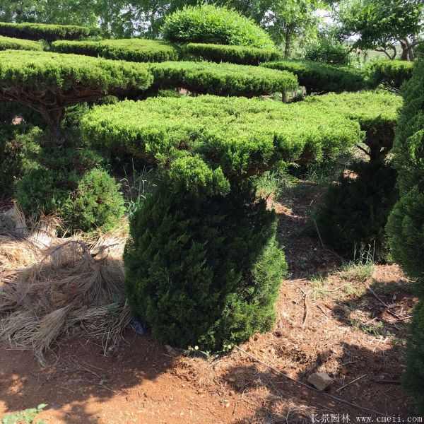 龙柏造型树图片龙柏造型树基地实拍