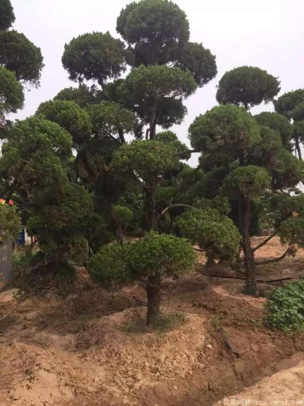 龙柏造型树图片龙柏造型树基地实拍