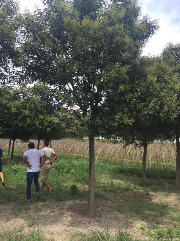 高杆女贞图片高杆女贞基地实拍