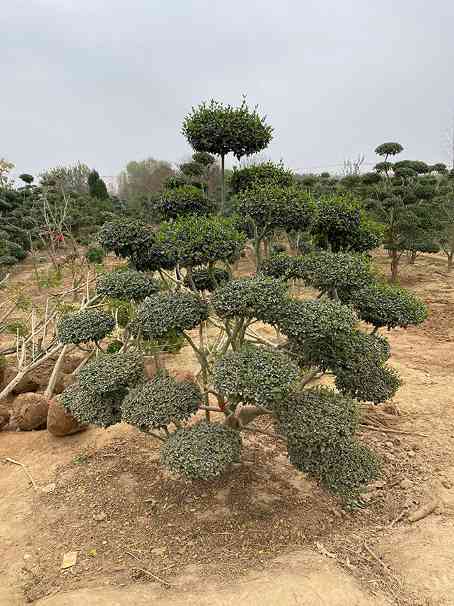 小叶女贞造型树