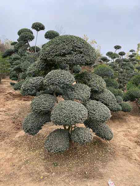 小叶女贞造型树