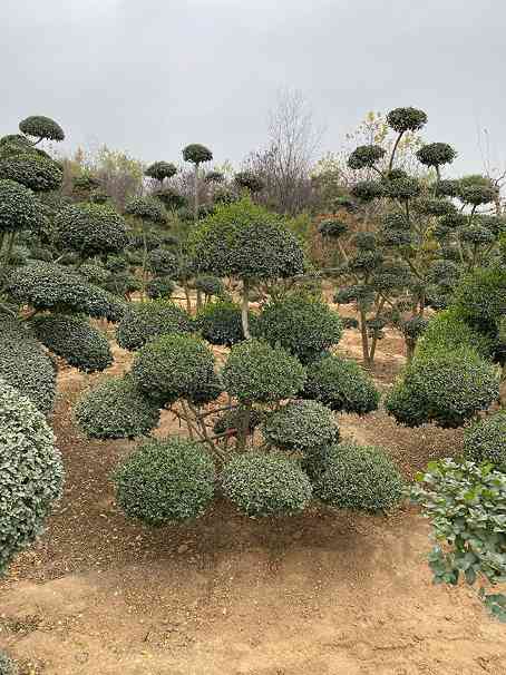 小叶女贞造型树