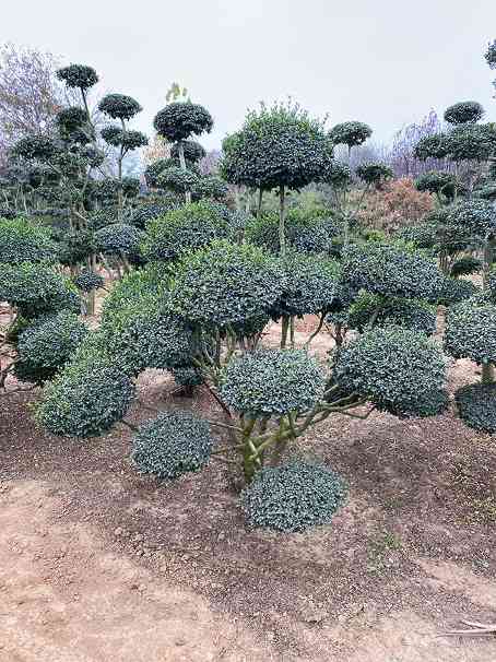 小叶女贞造型树