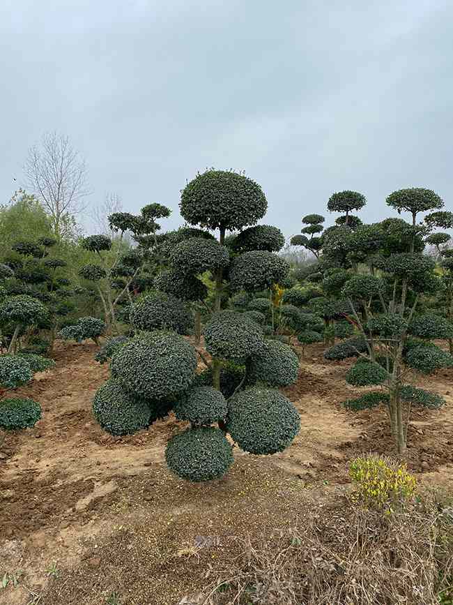 小叶女贞造型树