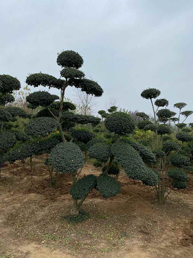 小叶女贞造型树