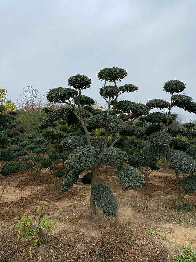 小叶女贞造型树
